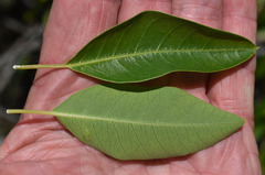 Gymnanthera oblonga