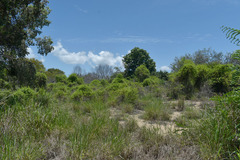 Gymnanthera oblonga