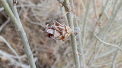 Rhopalomyia ericameriae