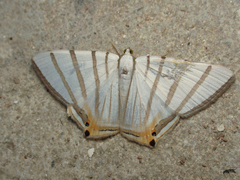 Opisthoxia metargyria