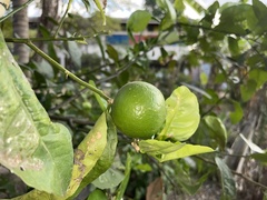 Citrus × aurantiifolia