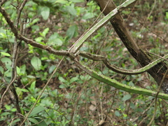 Selenicereus spinulosus