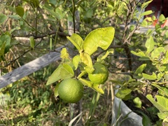 Citrus × aurantiifolia