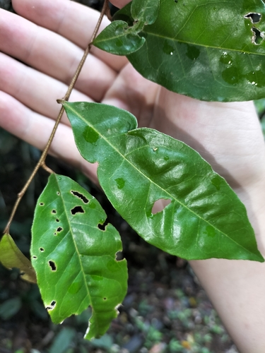 Image of Elaeagnus triflora by (c) Matthew Borella, some rights reserved (CC BY)