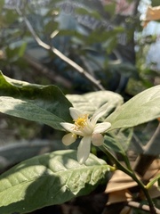 Citrus × aurantiifolia