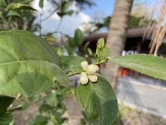 Citrus × aurantiifolia