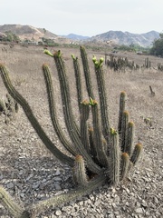 Haageocereus acranthus