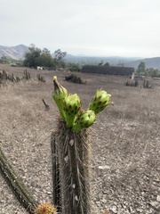 Haageocereus acranthus