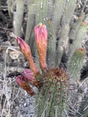 Haageocereus acranthus