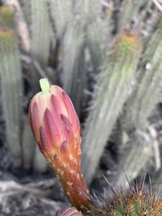 Haageocereus acranthus