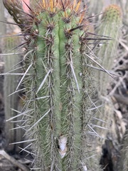 Haageocereus acranthus