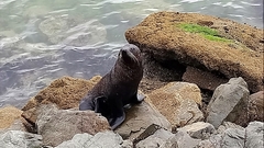 Arctocephalus forsteri