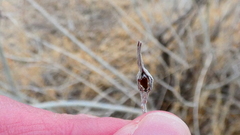 Gnorimoschema octomaculella