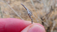 Gnorimoschema octomaculella