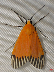 Uranophora walkeri