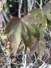 Acer rubrum image