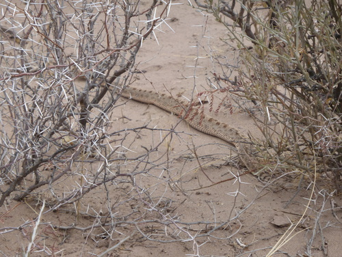 Yararanata, Bothrops ammodytoides