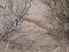 Bothrops ammodytoides