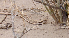 Bothrops ammodytoides