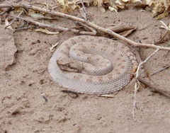 Bothrops ammodytoides