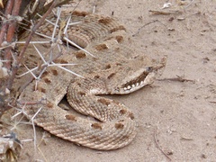 Bothrops ammodytoides