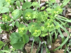 Euphorbia commutata