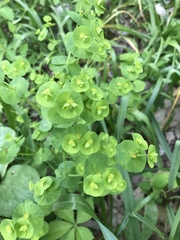 Euphorbia commutata