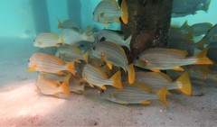 Plectorhinchus chrysotaenia