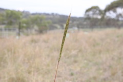 Bothriochloa decipiens