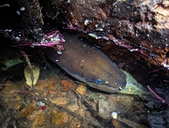 Anguilla dieffenbachii