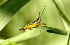 Bermius odontocercus