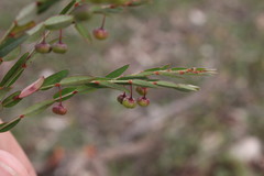 Phyllanthus maderaspatensis