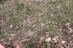 Phyllanthus maderaspatensis