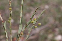 Phyllanthus maderaspatensis