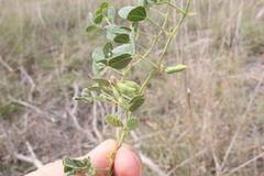 Rhynchosia minima minima