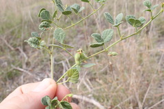 Rhynchosia minima minima