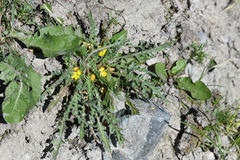 Taraxia breviflora