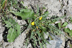 Taraxia breviflora