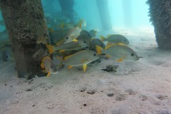 Plectorhinchus chrysotaenia