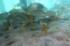 Plectorhinchus chrysotaenia