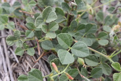 Rhynchosia minima minima