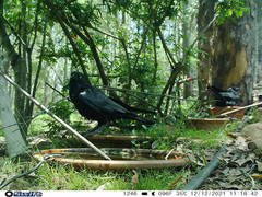 Corvus orru cecilae