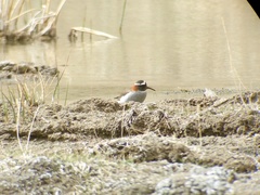 Phegornis mitchellii