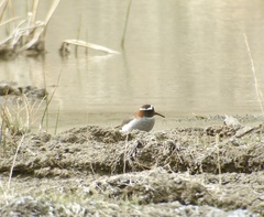 Phegornis mitchellii