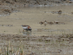 Phegornis mitchellii