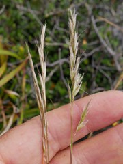 Rytidosperma gracile