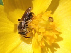 Andrena rugosa