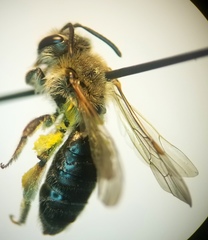 Andrena rugosa