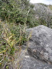 Rytidosperma gracile