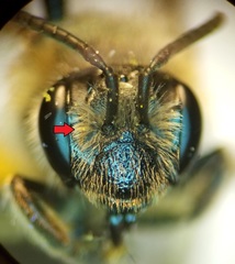 Andrena rugosa